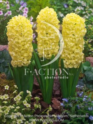botanic stock photo Hyacinthus