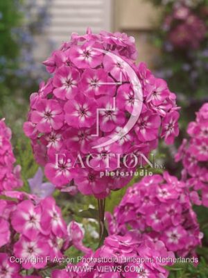 botanic stock photo Phlox