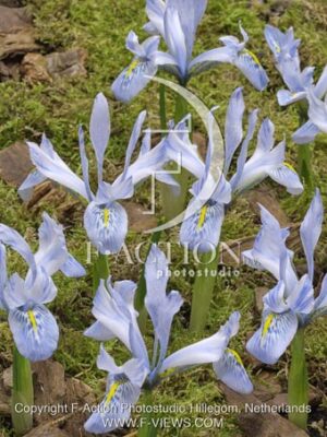 botanic stock photo Iris
