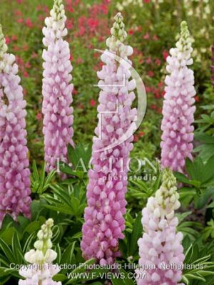 botanic stock photo Lupinus