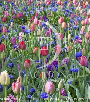 botanic stock photo Spring Garden