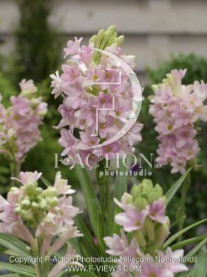 botanic stock photo Polianthes