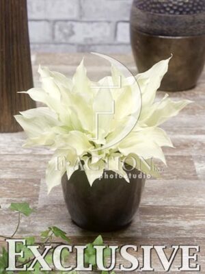 botanic stock photo Hosta