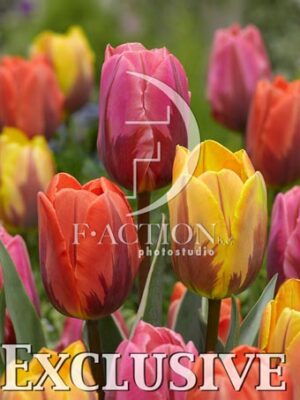 botanic stock photo Tulipa
