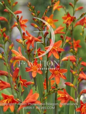 botanic stock photo Crocosmia