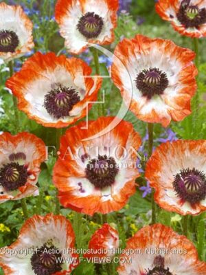 botanic stock photo Papaver