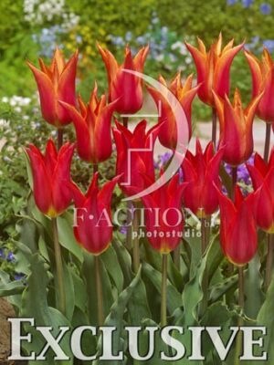 botanic stock photo Tulipa