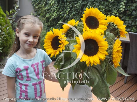 botanic stock photo Helianthus