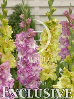 botanic stock photo Gladiolus