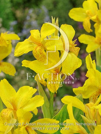 botanic stock photo Canna