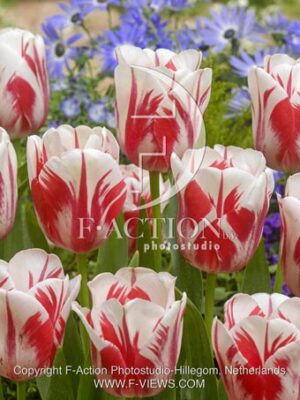 botanic stock photo Tulipa