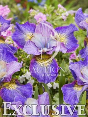 botanic stock photo Iris