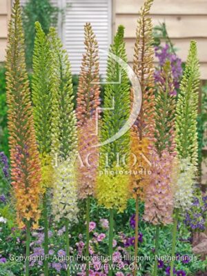 botanic stock photo Eremurus