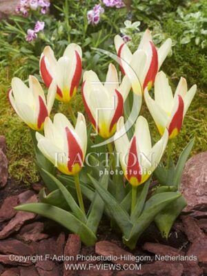 botanic stock photo Tulipa