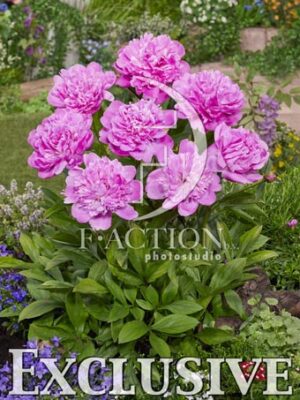 botanic stock photo Paeonia