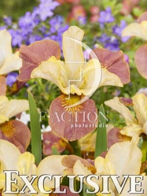 botanic stock photo Iris