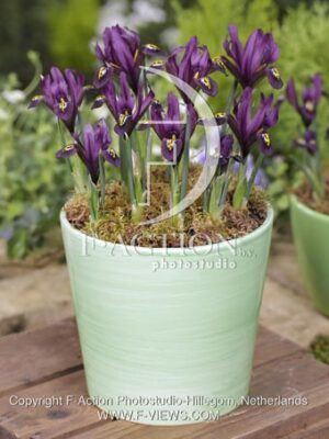 botanic stock photo Iris reticulata