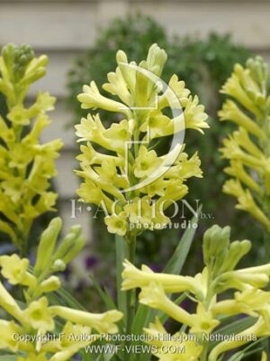 botanic stock photo Polianthes