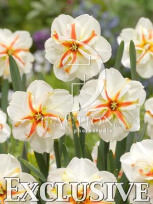 botanic stock photo Narcissus