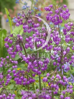 botanic stock photo Allium