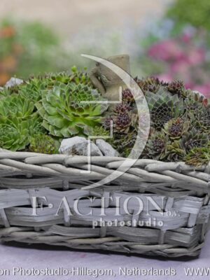 botanic stock photo Sempervivum