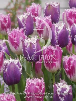 botanic stock photo Tulipa