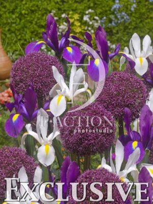botanic stock photo Iris
