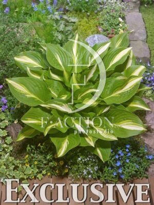 botanic stock photo Hosta