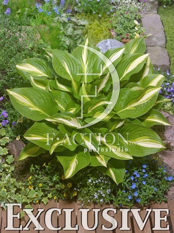 botanic stock photo Hosta