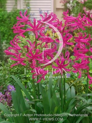 botanic stock photo Nerine
