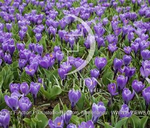 botanic stock photo Crocus