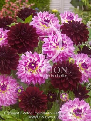 botanic stock photo Dahlia