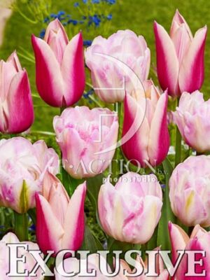 botanic stock photo Tulipa
