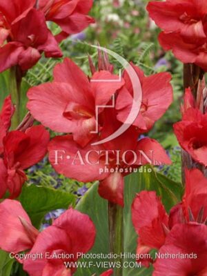 botanic stock photo Canna