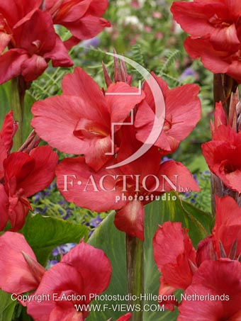 botanic stock photo Canna