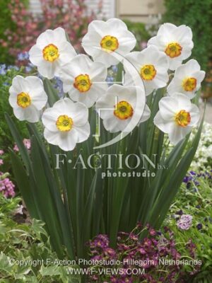 botanic stock photo Narcissus