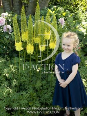 botanic stock photo Eremurus