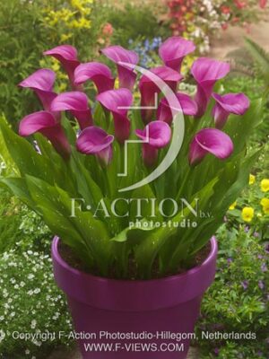 botanic stock photo Zantedeschia