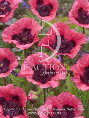 botanic stock photo Papaver