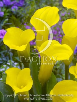 botanic stock photo Zantedeschia
