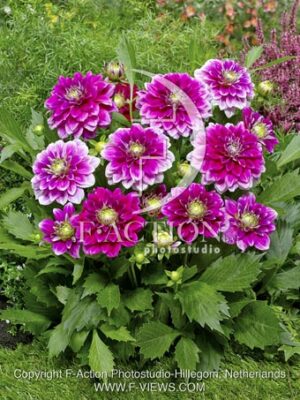botanic stock photo Dahlia