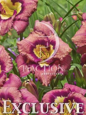 botanic stock photo Hemerocallis