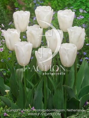 botanic stock photo Tulipa