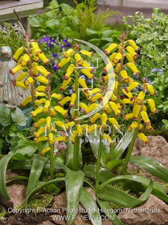 botanic stock photo Lachenalia