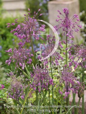 botanic stock photo Allium