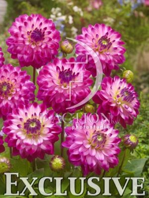 botanic stock photo Dahlia