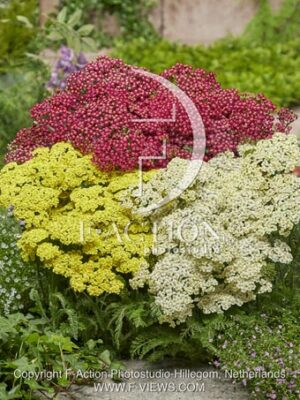 botanic stock photo Achillea