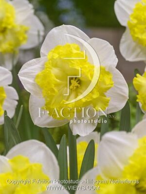 botanic stock photo Narcissus
