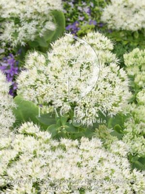 botanic stock photo Sedum