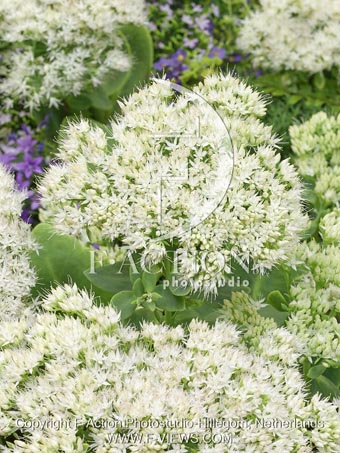botanic stock photo Sedum